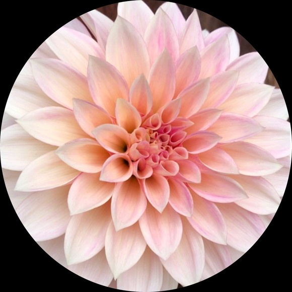 Profile Picture of Janet Conway (@janet_conway) on Poshmark