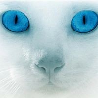 Profile Picture of Debra Calhoun (@debra-calhoun-1) on Quora