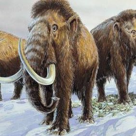 Profile Picture of Mamuti Mamuti (@mamuti.mamuti.3) on Facebook