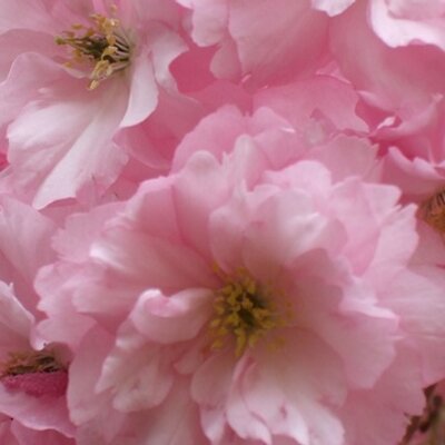 Profile Picture of Frank McDaniel (@FrankMcDaniel6) on Twitter