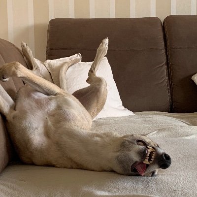 Profile Picture of Daniel Stange (@tcf_stange) on Twitter