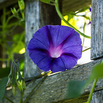 Profile Picture of Denis Taillefer (@denict7) on Flickr