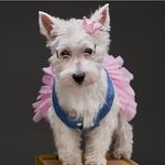 Bailey Sofia Jimenez Arias - Instagram Profile Picture of Bailey Sofia Jimenez Arias (@iambaileysofia) on Instagram