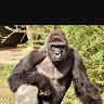 Profile Picture of Adam McQuade (@adammcquade) on Tiktok