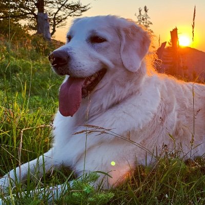 Profile Picture of Jacob Haskew (@Wieneagle) on Twitter
