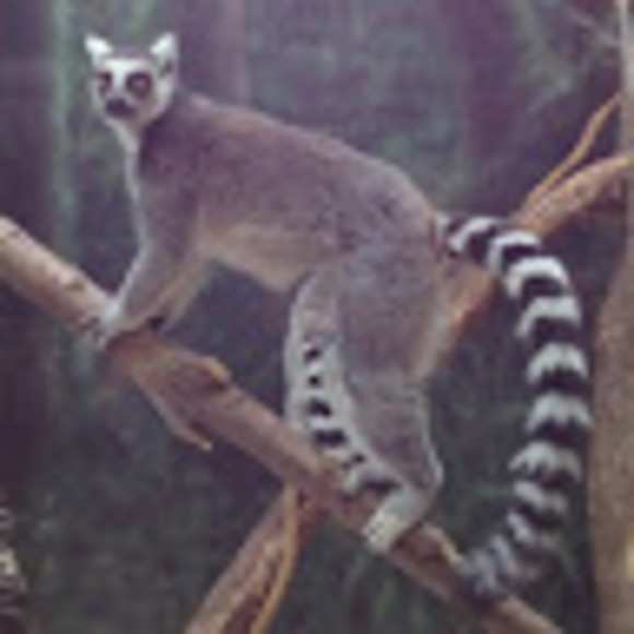 Profile Picture of Jared Miskimen (@jared1852) on Poshmark