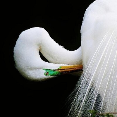 Profile Picture of Paulette Thomas (@PauletteThomnas) on Twitter