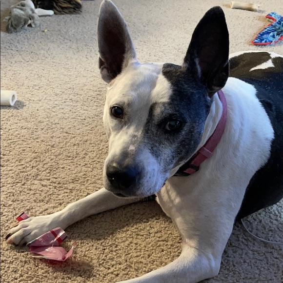 Profile Picture of Joseph Poteat (@josephpoteat) on Poshmark