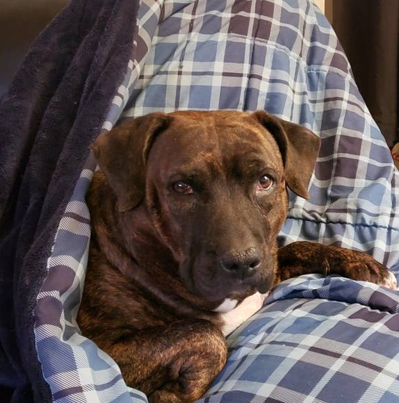 Profile Picture of Eileen Vidmosko (@lilmurphy34) on Poshmark