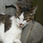 Profile Picture of Daisy Cat (@daisy cat) on Flickr
