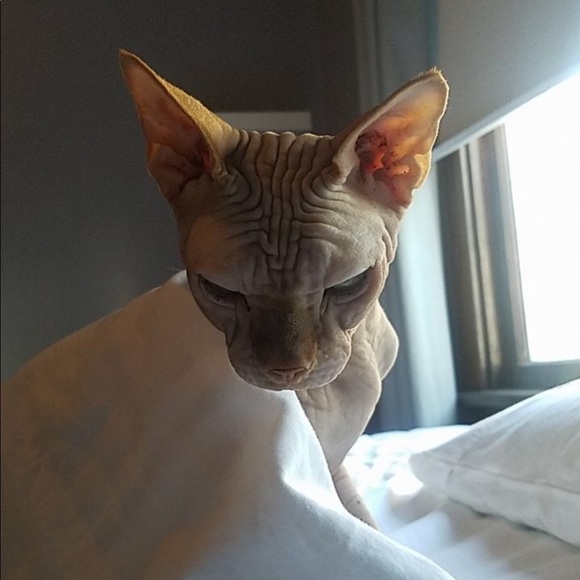 Anthony Munafo - Poshmark Profile Picture of Anthony Munafo (@munafocrew) on Poshmark