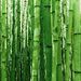 Profile Picture of Lillian MacNeill (@lillian8440) on Pinterest