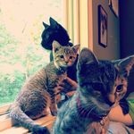 Ian spencer - Instagram Profile Picture of Ian spencer (@no_brains_no_headaches) on Instagram