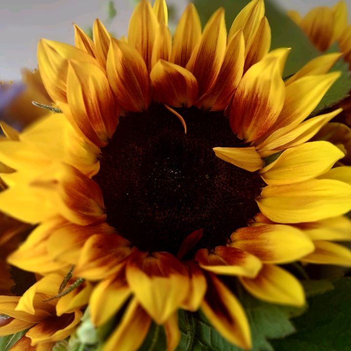 Profile Picture of 💗 Lacey Towers 💗 (@johntowers817) on Tiktok