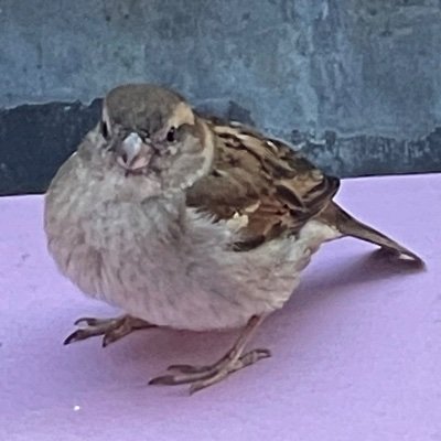 Profile Picture of Damien P (@damien_heath_) on Twitter