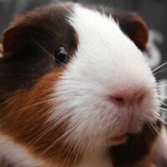 Profile Picture of David Curtiss (@WhatsLeftOfTheD) on Twitter