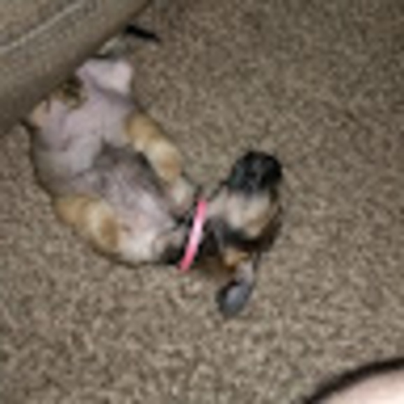 Profile Picture of Matt Baubendistel (@mbaubendistel) on Poshmark