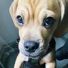 Profile Picture of Dexter Holmes (@@dexterthenewyorker) on Tiktok