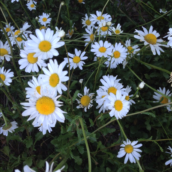 Profile Picture of Tiffany Lipelt (@lipeltfour17) on Poshmark