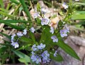 Profile Picture of Veronica anagallis-aquaticaon Wikipedia