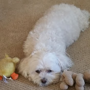 Profile Picture of Jeff Stillman (@jeffstillman4278) on Youtube