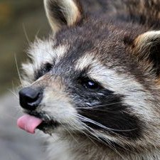 Profile Picture of Kevtheraccoon (@kevintomblin2) on Twitter