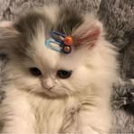 Profile Picture of Bella Liu (@Bella-Liu) on Facebook