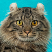 Profile Picture of Shelly Foust (@shellyfoust9589) on Youtube