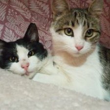 Profile Picture of Reyna Ojeda (@ReynaOj02428215) on Twitter