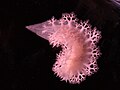 Profile Picture of Tritoniopsis eleganson Wikipedia