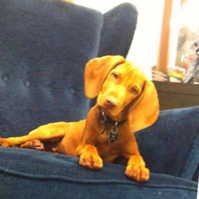 Profile Picture of Peter Stern (@PeterSt18136073) on Twitter