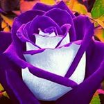 Profile Picture of Jerri Borders (@jerriborders) on Instagram