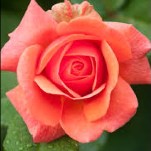 Profile Picture of Caroyln Zakers (@cjzs0905) on Poshmark