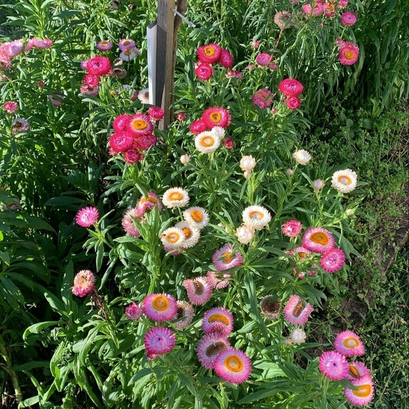 Profile Picture of Ivy Sheavils (@ivysheavils) on Poshmark