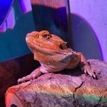 Profile Picture of Jeffrey “Jeff” Reed (@jeffbeardie) on Instagram