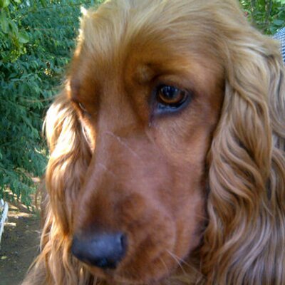 Profile Picture of Chris Kruger (@regurk) on Twitter