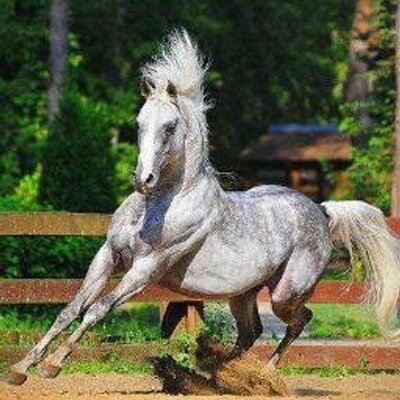 Ahmad Mokdad - Twitter Profile Picture of Ahmad Mokdad (@ahmadmokdad7) on Twitter