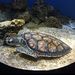 Profile Picture of Amanda Strader (@pypper4) on Pinterest