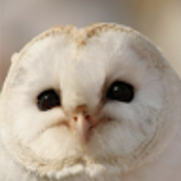 Profile Picture of Lillian Wang (@yangyingziemail) on Poshmark