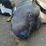 Profile Picture of david catlow (@davidcatlow) on Instagram