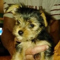 Profile Picture of Michelle Fowler (@michelle-fowler-27) on Quora