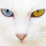 Profile Picture of jean-claude soboul (@Jean-Claude Soboul) on Flickr