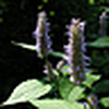 Profile Picture of In Jason's Garden (@In Jason's Garden) on Flickr