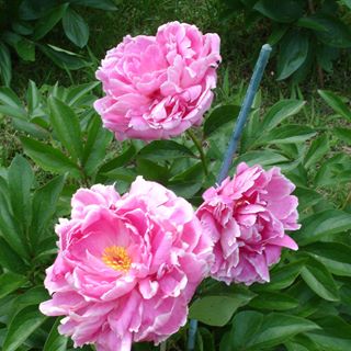 Profile Picture of Heide Taylor (@Heide-Taylor) on Facebook