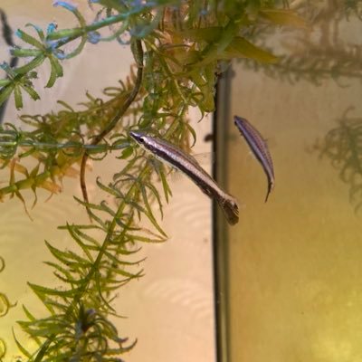 Profile Picture of Matt's Tanks (@mattsfishes) on Twitter