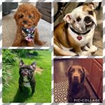 Profile Picture of bailey! trappy! edith ! mack! (@neighborhood_doggos.4) on Instagram
