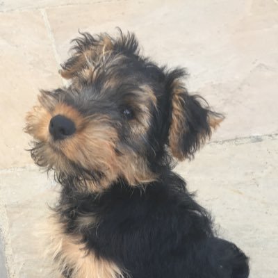 Profile Picture of Gibson The Welsh Terrier (@AmandaG59406034) on Twitter