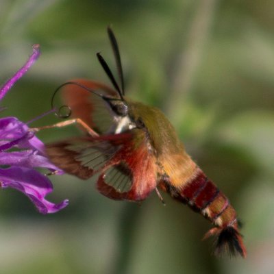 Profile Picture of Crystal Gillis (@InsectsUp_Close) on Twitter