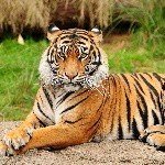 Profile Picture of Jaime (@lejunwang) on Instagram