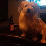 Profile Picture of Eric Wolfe (@ericthewolfe) on Instagram